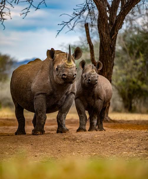 Mkomazi National Park