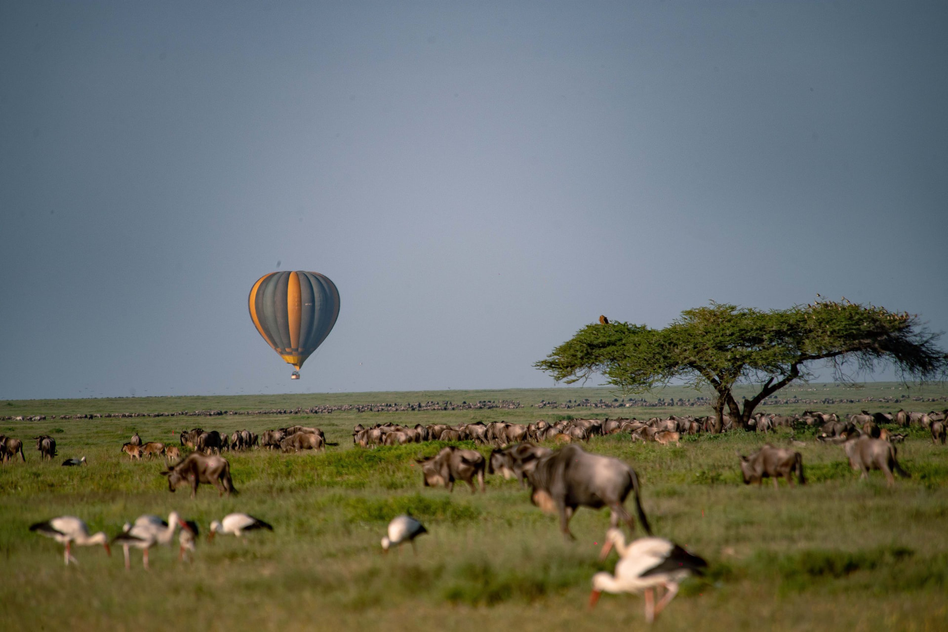 Hot-air balloon above wildebeest on the Tanzanian plains