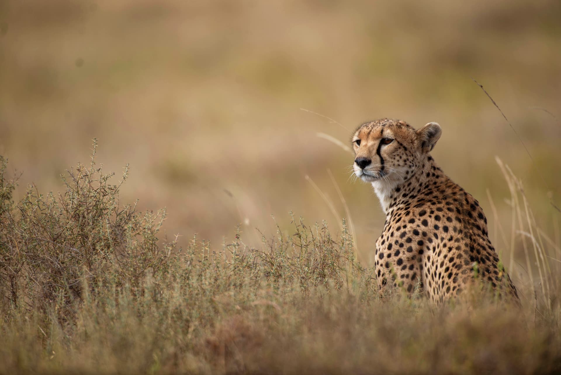 Cheetah in the grass on the Destinations page