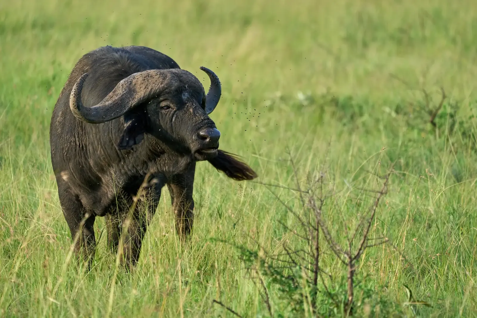 6-Day Arusha to Ngorongoro Wild Safari Grand Adventure
