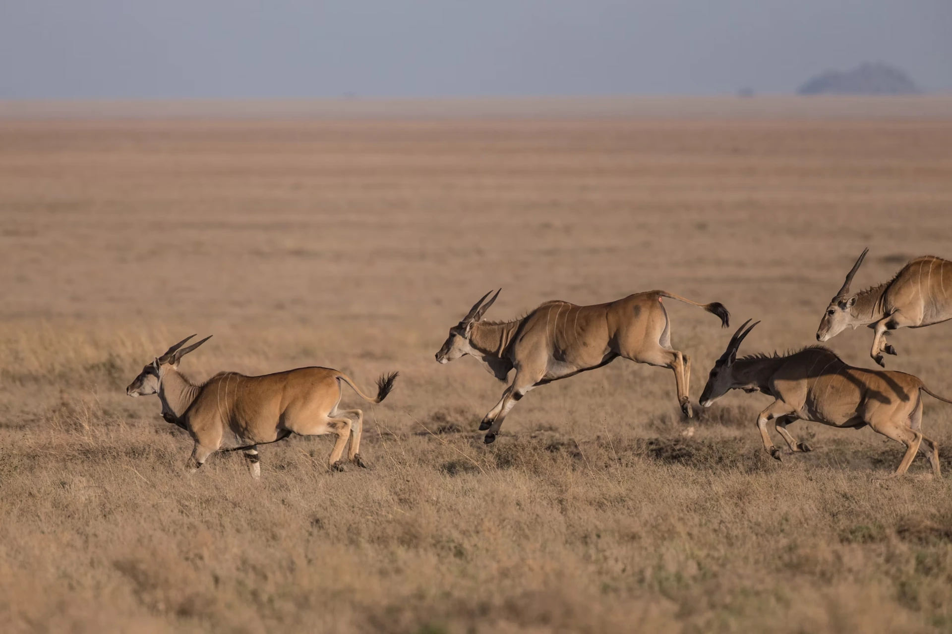 7 Day Ultimate Tanzanian Wildlife Experience & Photography Luxury Safari