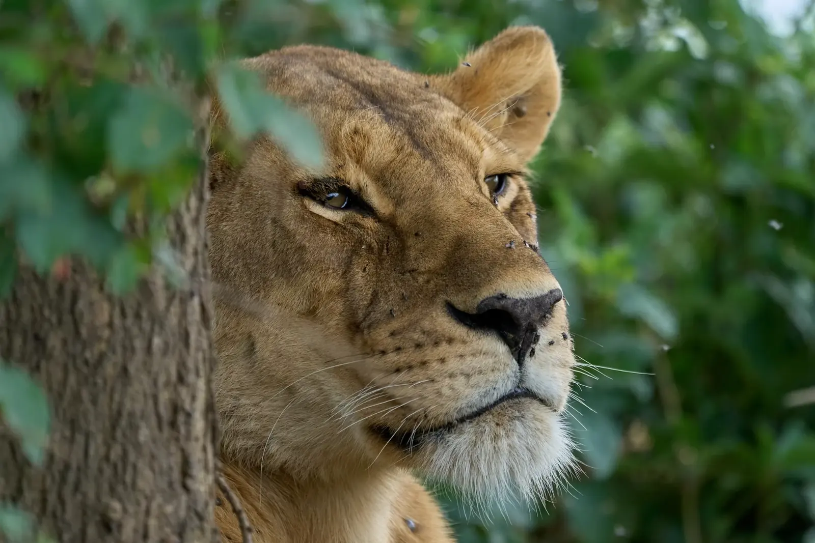 5-Day Explore Tanzania's Top Parks – Mid-Range