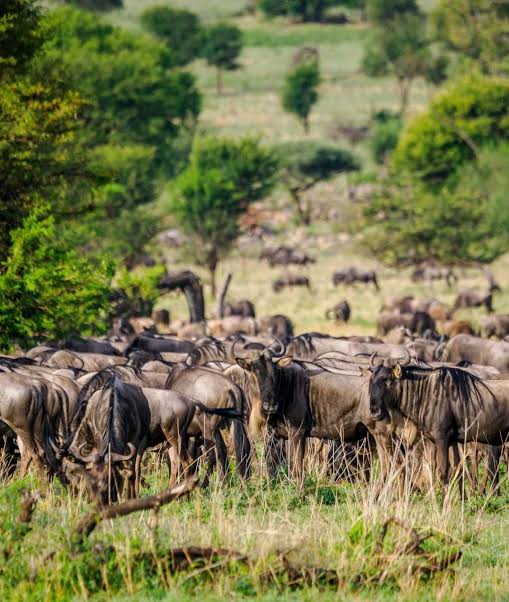 4-Day Four Seasons Serengeti Signature Safari – Luxury