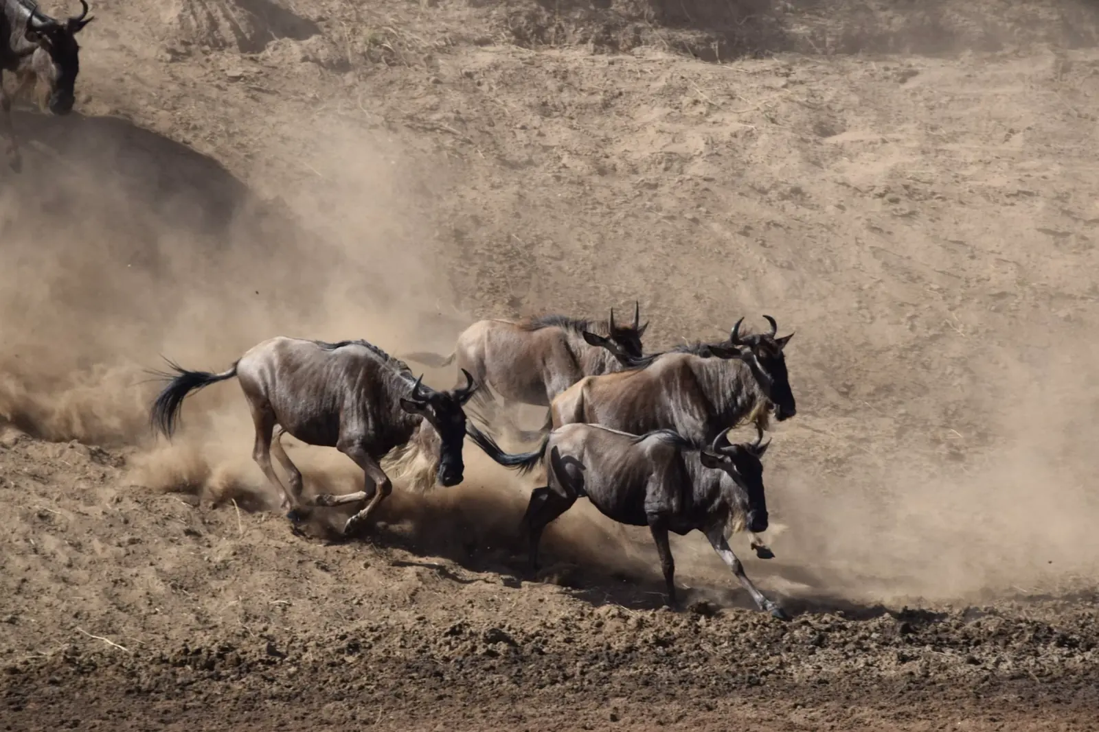 7-Day Classic Serengeti Wildebeest Migration – Mid-Range