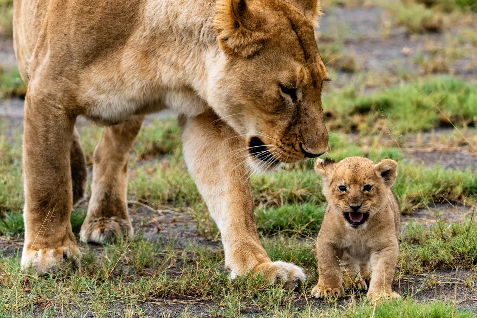 3-Day Classic Safari Tarangire & Ngorongoro – Luxury