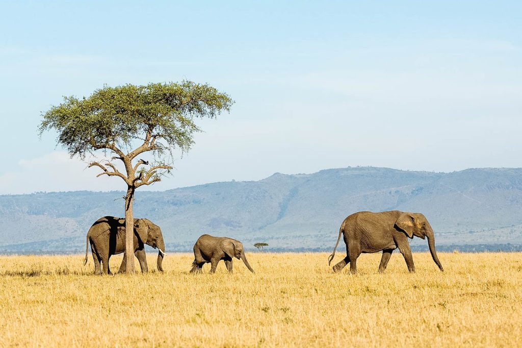 Experience the Ultimate Adventure: A Tanzania Safari