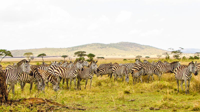 serengeti national park