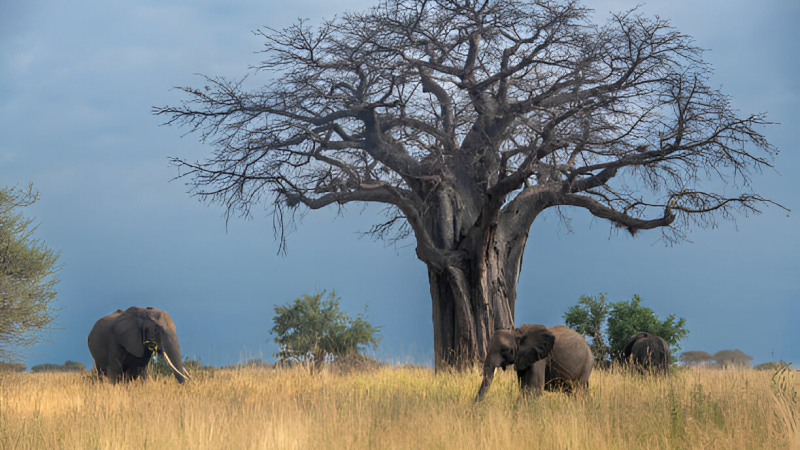 tarangire national park