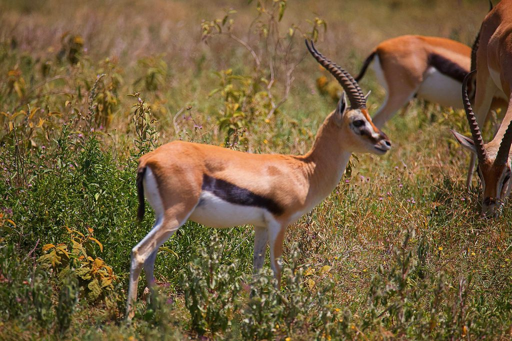Mikumi National Park