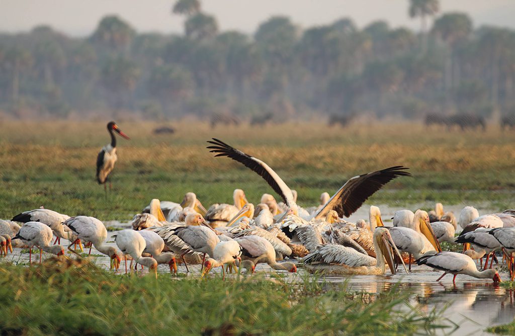 Katavi National Park