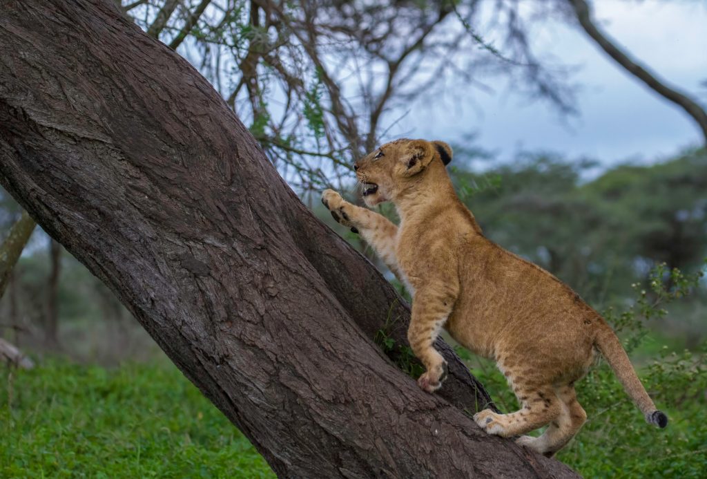 6 Day Luxury Tanzania Safari to Tarangire, Serengeti, Ngorongoro Crater and Lake Manyara National Park.