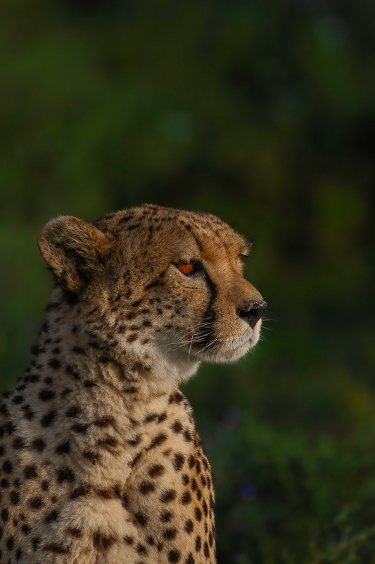 7 Day Midrange Tanzania Safari to Tarangire, Serengeti, Ngorongoro Crater & Lake Manyara
