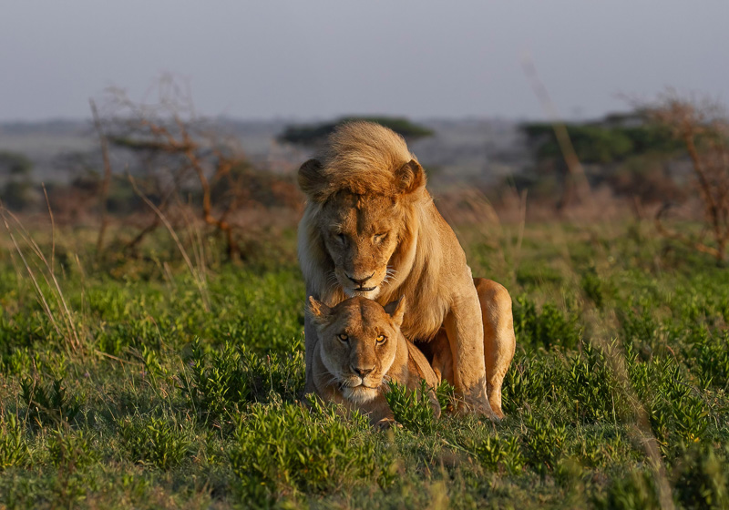 4 Day Luxury Tented Camp Untamed Majesty Fly-In / Fly-Out Serengeti Safari.