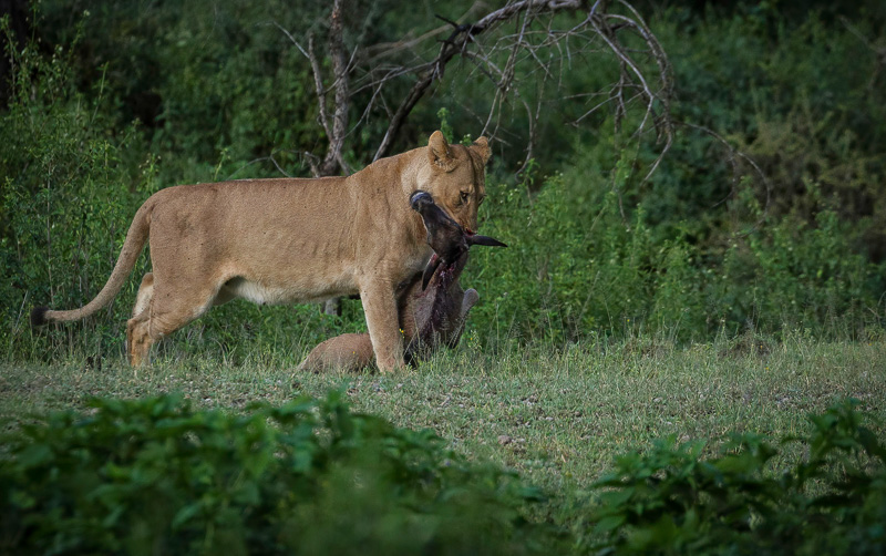 10 Day Luxury Tanzania Safari to Arusha National Park, Tarangire, Serengeti, Ngorongoro Crater & Lake Manyara National Park.