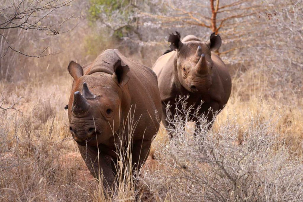 Mkomazi National Park