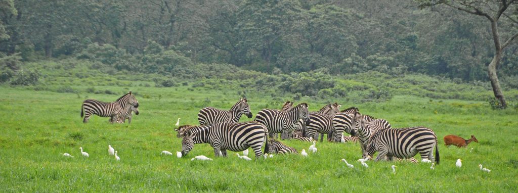 7 Day Luxury Tanzania Safari to Tarangire, Central Serengeti, Ngorongoro Crater & Lake Manyara National