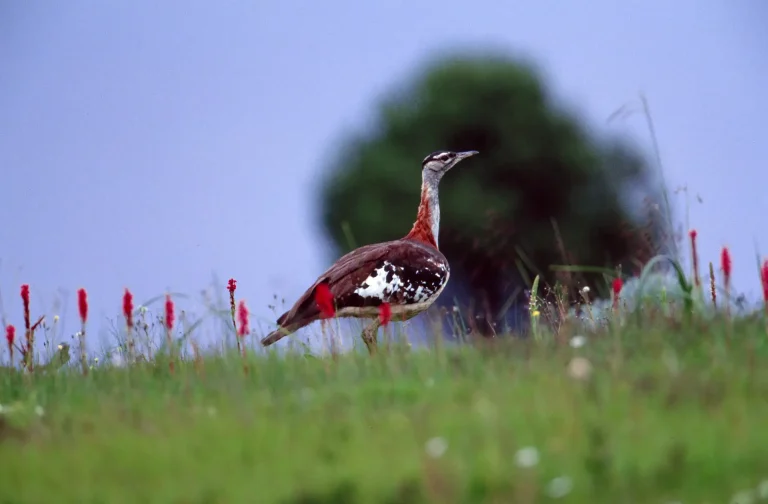 Serengeti-of-Flowers-Kitulo-National-Park-Tanzania-National-Park
