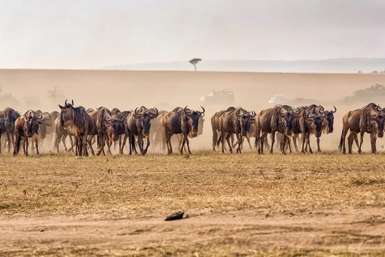 Wildebeest-Migration-at-Serengeti-National-Park-Tanzania-1