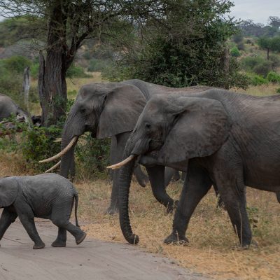 Experience the Ultimate Adventure: A Tanzania Safari